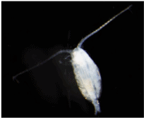 A copepod viewed from the top.